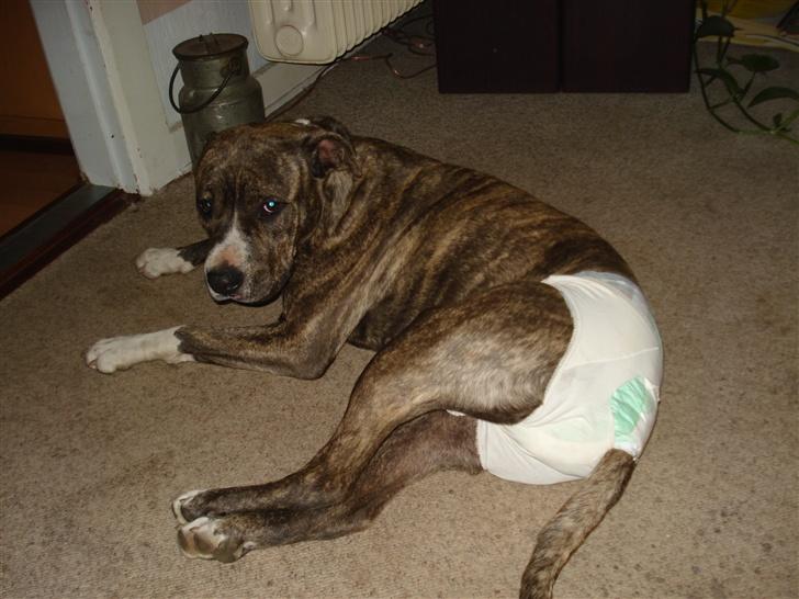 Amerikansk staffordshire terrier Freja - NEEJ ingen billerder af mig med ble. Freja i løbetid. billede 13