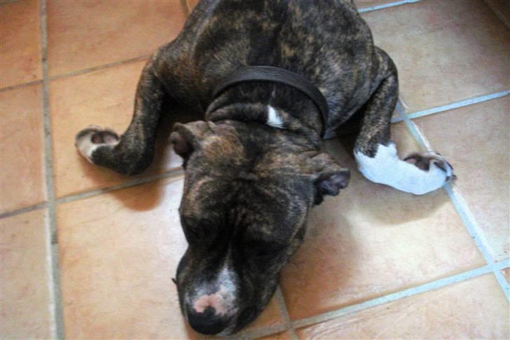 Amerikansk staffordshire terrier Freja - Freja ligger i kylling stilling billede 14