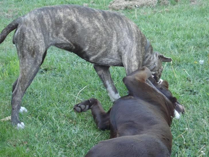 Amerikansk staffordshire terrier Freja - Freja tryner lige Boxi billede 15