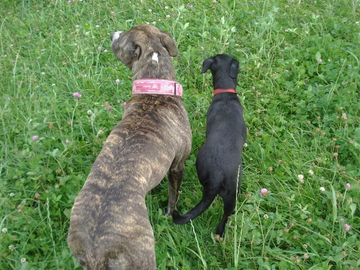 Amerikansk staffordshire terrier Freja - Sammen går vi igennem livet, du og jeg. billede 16