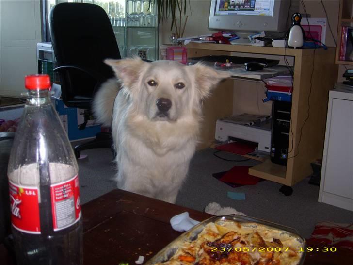 Blanding af racer nikita billede 13