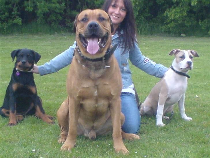 Amerikansk staffordshire terrier Princess Babe R.I.P.  :( - Gucci, Bonsai og Babe på skovtur billede 14