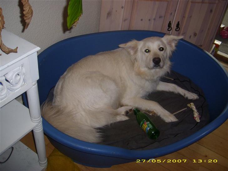 Blanding af racer nikita billede 16