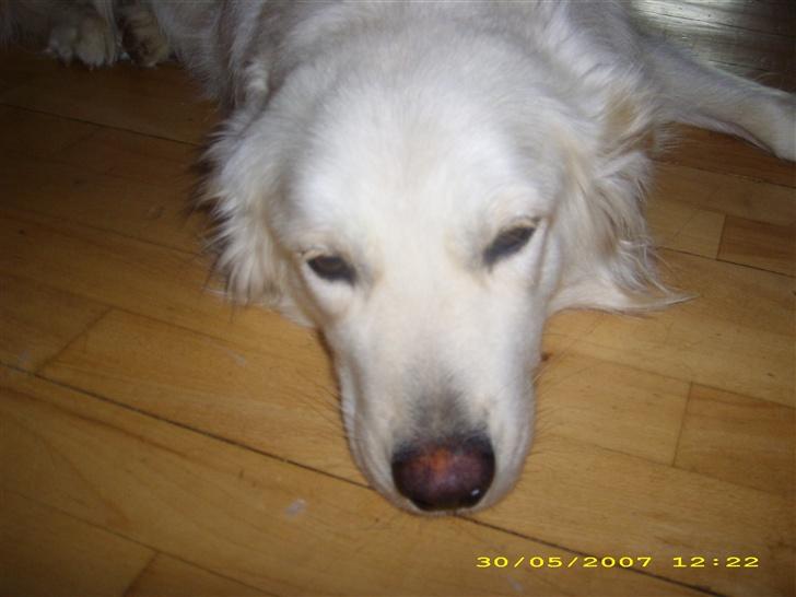 Blanding af racer nikita billede 18