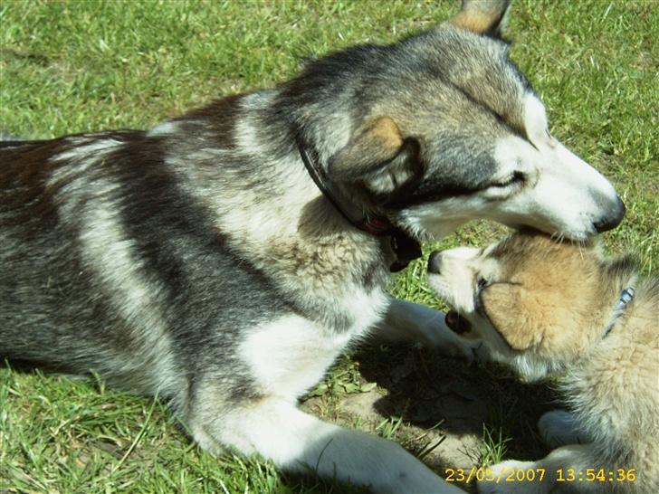 Alaskan malamute Yellow Snow's Brave Aslan - Aslan leger med Tante Aisha billede 13