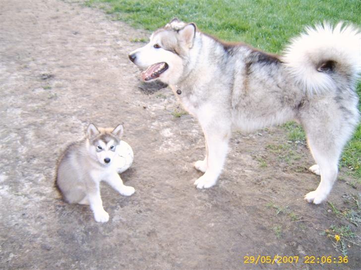 Alaskan malamute Yellow Snow's Brave Aslan - Aslan med Onkel Balto billede 14