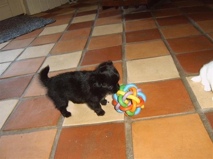 Blanding af racer Mema billede 5