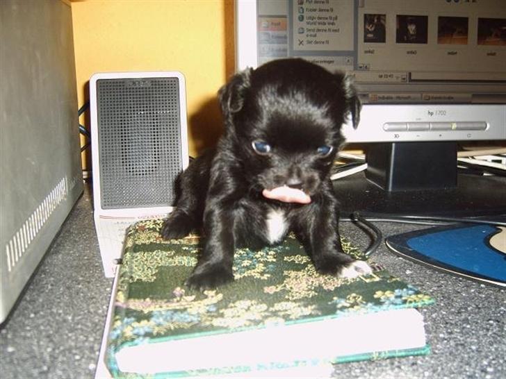 Blanding af racer Mema billede 6