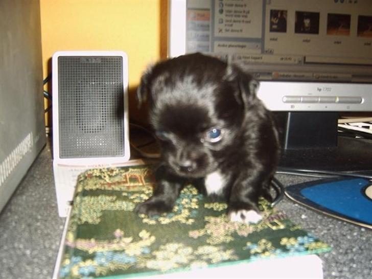 Blanding af racer Mema billede 7