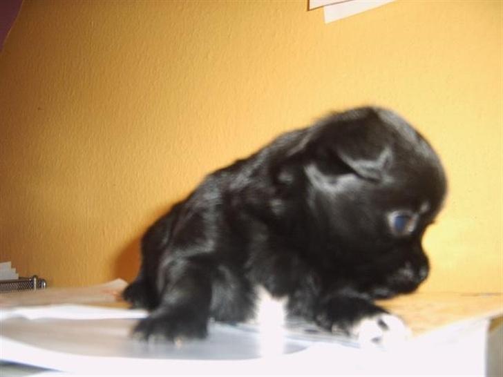 Blanding af racer Mema billede 8