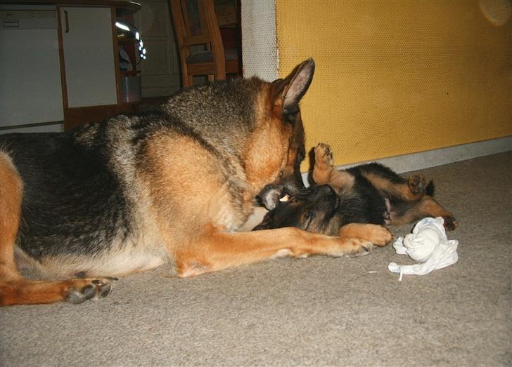 Schæferhund Kento - Her ligger lille manden sammen med hans mor. billede 1