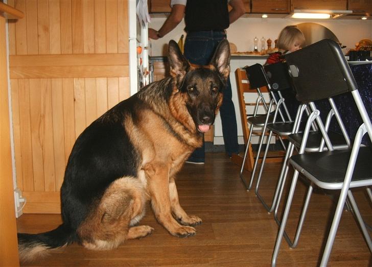 Schæferhund Kento - "Jeg sidder bare og venter på kagen falder på gulvet, men jeg tigger ikke!" billede 2