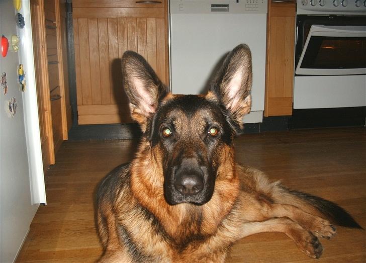 Schæferhund Kento - "Hej med dig, hvad laver du med den tingest der?" billede 3