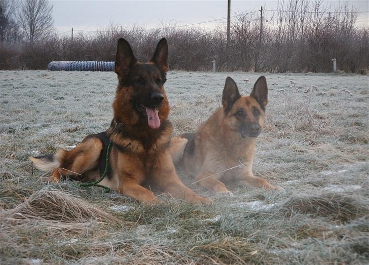 Schæferhund Kento - Kento og hans kæreste billede 4