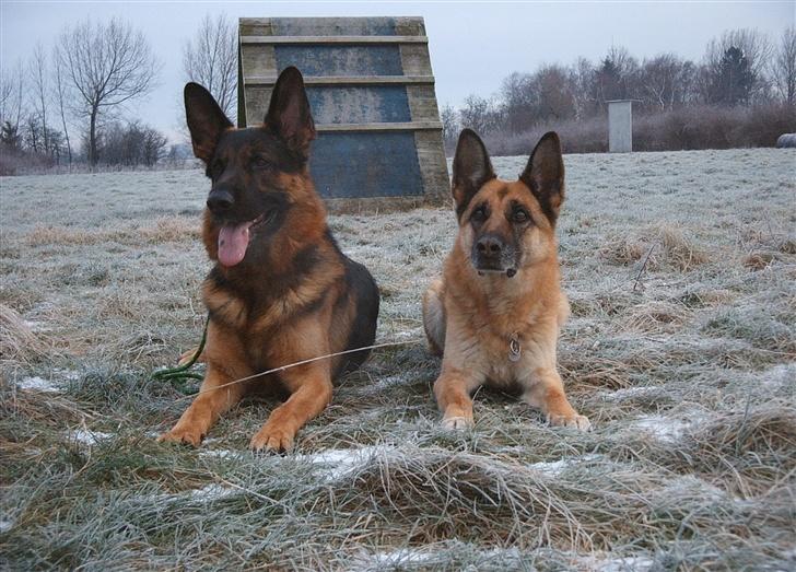 Schæferhund Kento - Og igen, de er så søde de to. billede 5