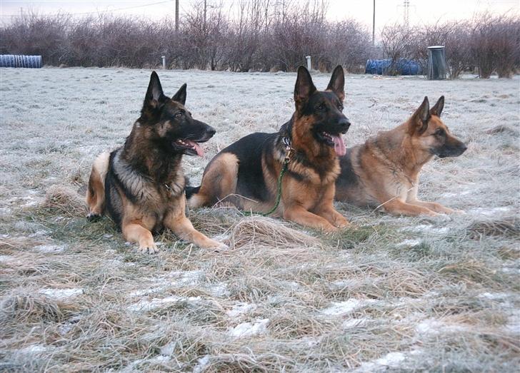 Schæferhund Kento - Banden! billede 6