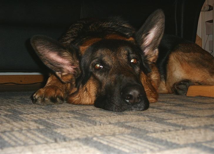 Schæferhund Kento - "Hvorfor lader i mig ikke bare sove i fred?" billede 7