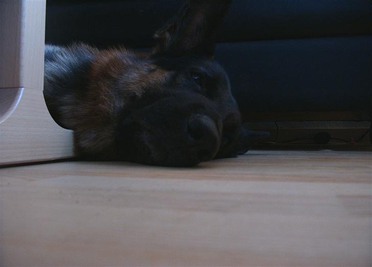 Schæferhund Kento - "Kan du gætte hvor jeg er?" billede 8