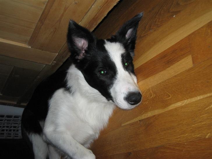 Border collie Chili billede 17