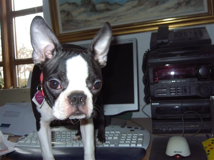 Boston terrier Flora - Her har jeg lige checket min mailbox... billede 16