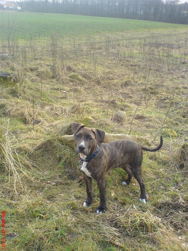 Amerikansk staffordshire terrier Nico billede 2