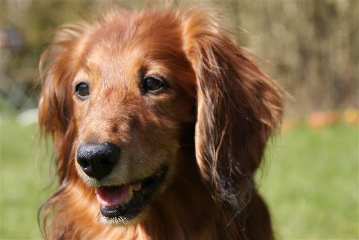 Gravhund Knud - Kig op der er en lop.. hihi billede 1