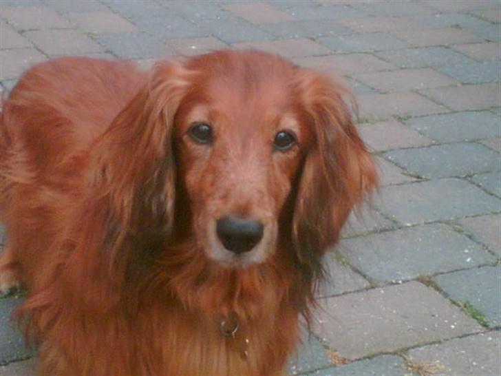 Gravhund Knud - Haii..  billede 2