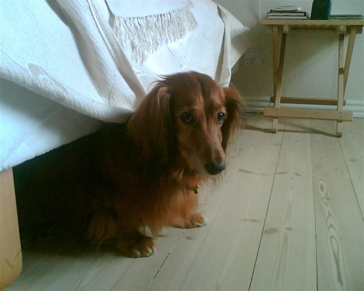 Gravhund Knud - Godmorgen.. Knud har lige taget en slapper.. Ü  billede 3