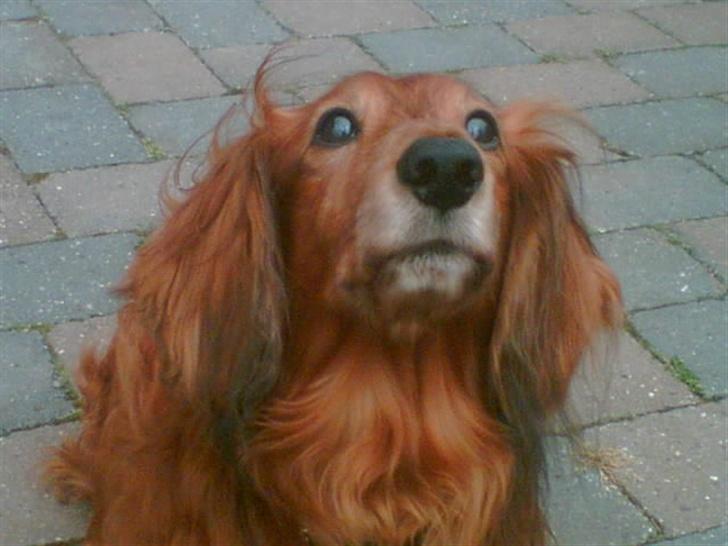 Gravhund Knud - Uhaa.. en flue billede 4