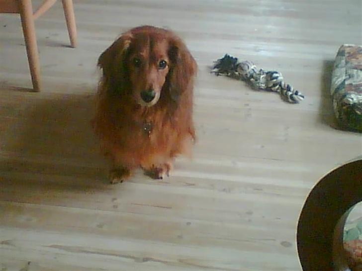 Gravhund Knud - Jeg er da ikk lille.. jah Joke billede 5