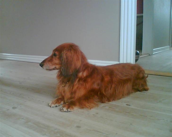 Gravhund Knud - Blev pludselig meget træt.. billede 6