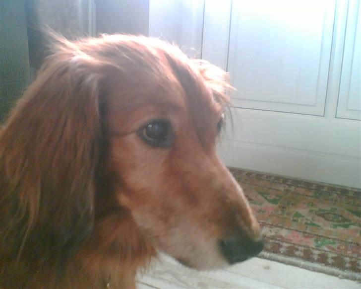 Gravhund Knud - Knuds bette hoved billede 7