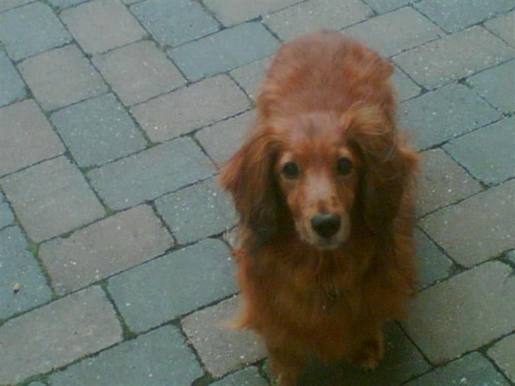 Gravhund Knud - Hej deroppe.. billede 8