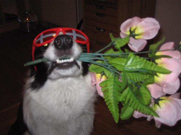 Border collie Chili billede 19