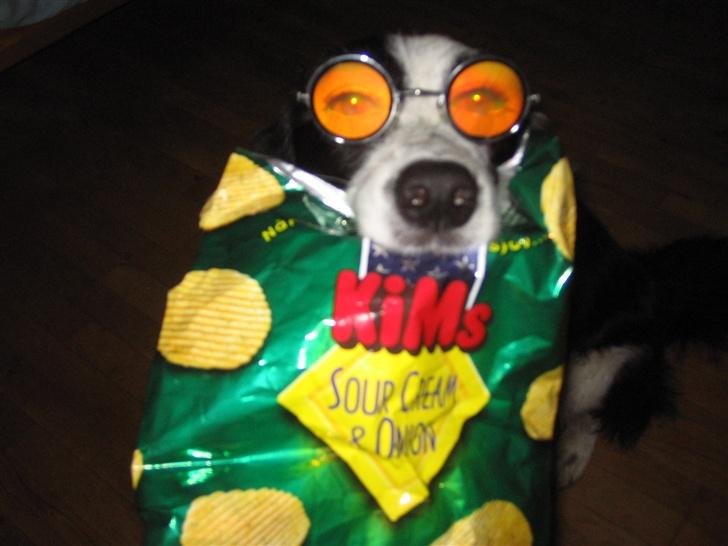 Border collie Chili billede 20