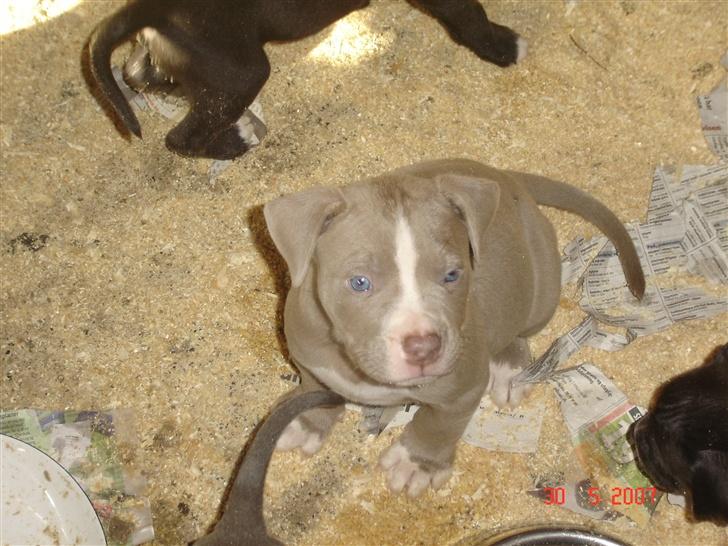 Amerikansk bulldog Freja RIP - se mig jeg er bare fotogen. billede 14