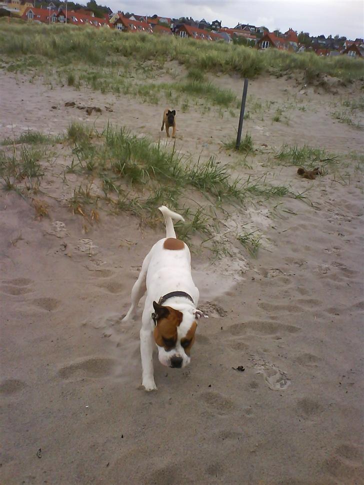 Blanding af racer Bonzai billede 10