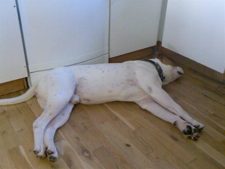 Blanding af racer Bonzai billede 11