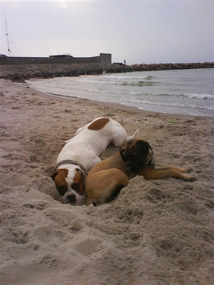 Blanding af racer Bonzai billede 12