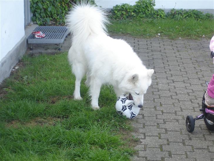 Samojedhund Sally - Sally leger med en bold hun har bidt hul i... billede 6