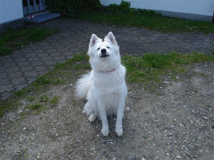 Samojedhund Sally - Sally er fjollet... billede 7