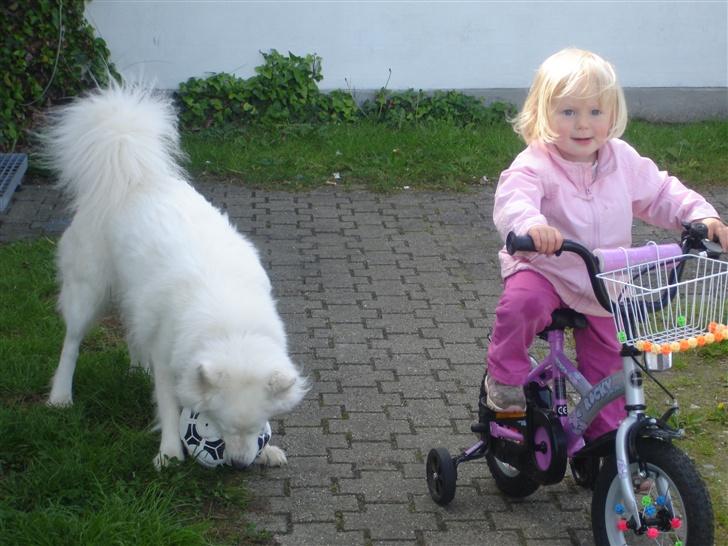 Samojedhund Sally - Sally leger med bold mens Mira cykler. billede 8