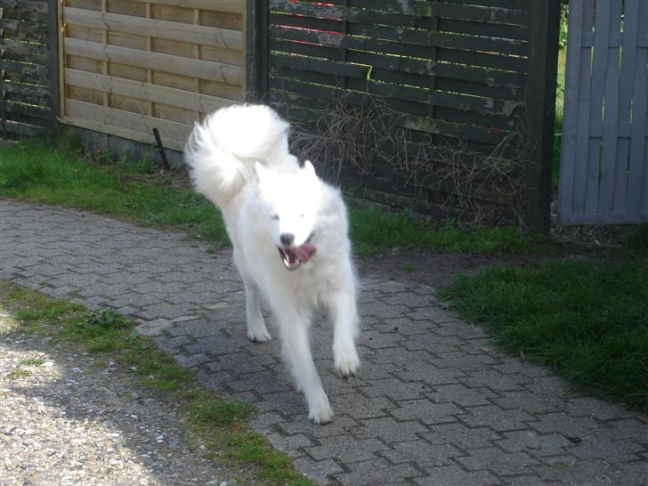 Samojedhund Sally - Sally løber. billede 9