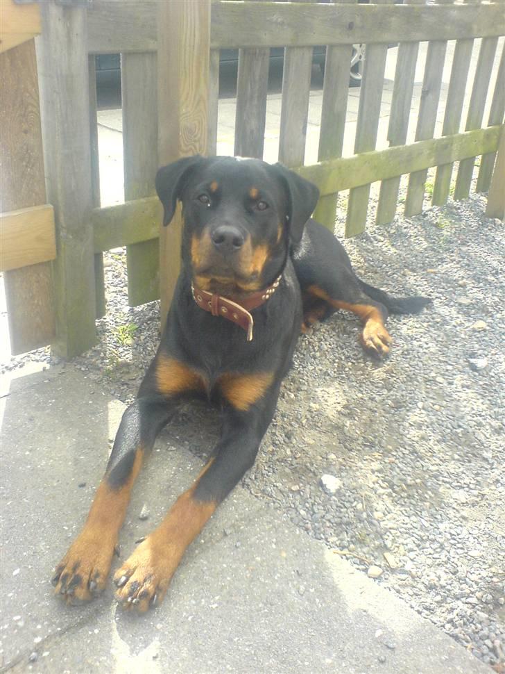 Rottweiler Gucci* - Gucci pigen i vores have, Hun er ca 1/2 år billede 1