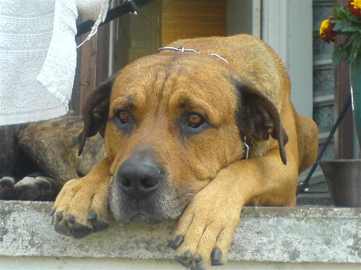 Blanding af racer Bonsai *RIP 19/8 2010* - Bølle drengen juli 2009 billede 1