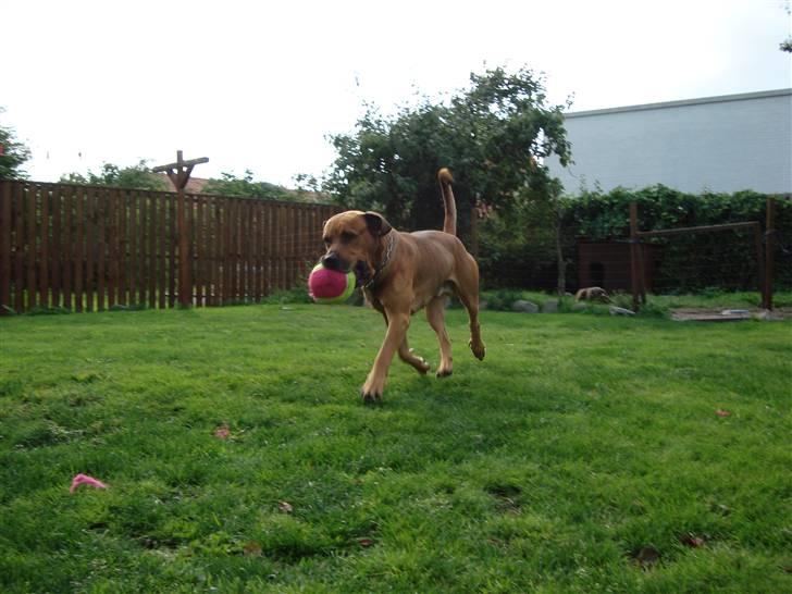 Blanding af racer Bonsai *RIP 19/8 2010* - Bonsai  31 juli 2009 billede 2