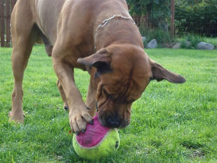 Blanding af racer Bonsai *RIP 19/8 2010* - Bonsai med sin bold :)  billede 3