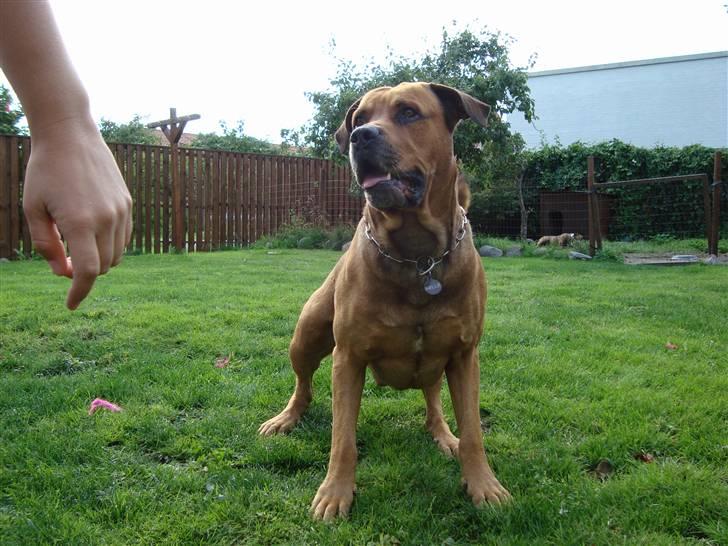 Blanding af racer Bonsai *RIP 19/8 2010* - Bølle 5 år  billede 4