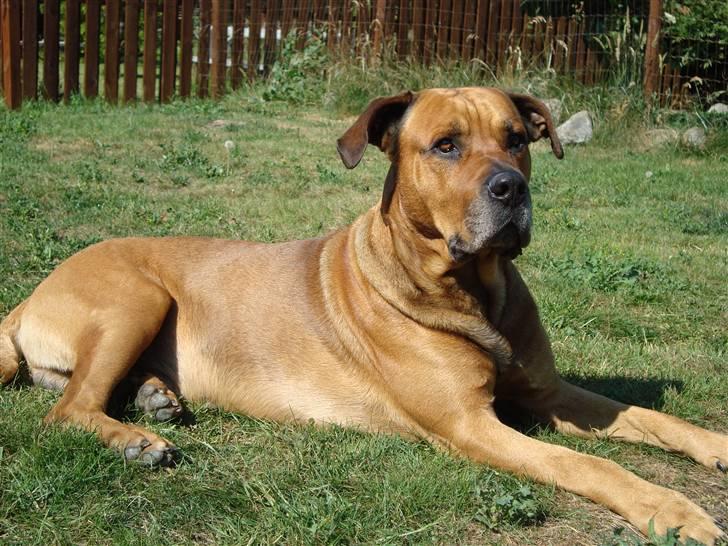 Blanding af racer Bonsai *RIP 19/8 2010* - Bonsai 5 år billede 5