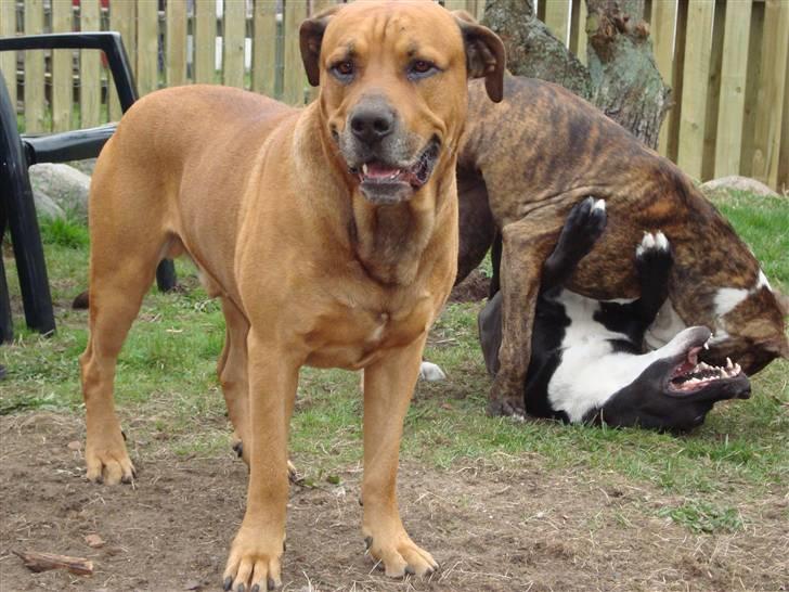 Blanding af racer Bonsai *RIP 19/8 2010* - Bonsai  og cosmo og frida i baggrunden hehe billede 6